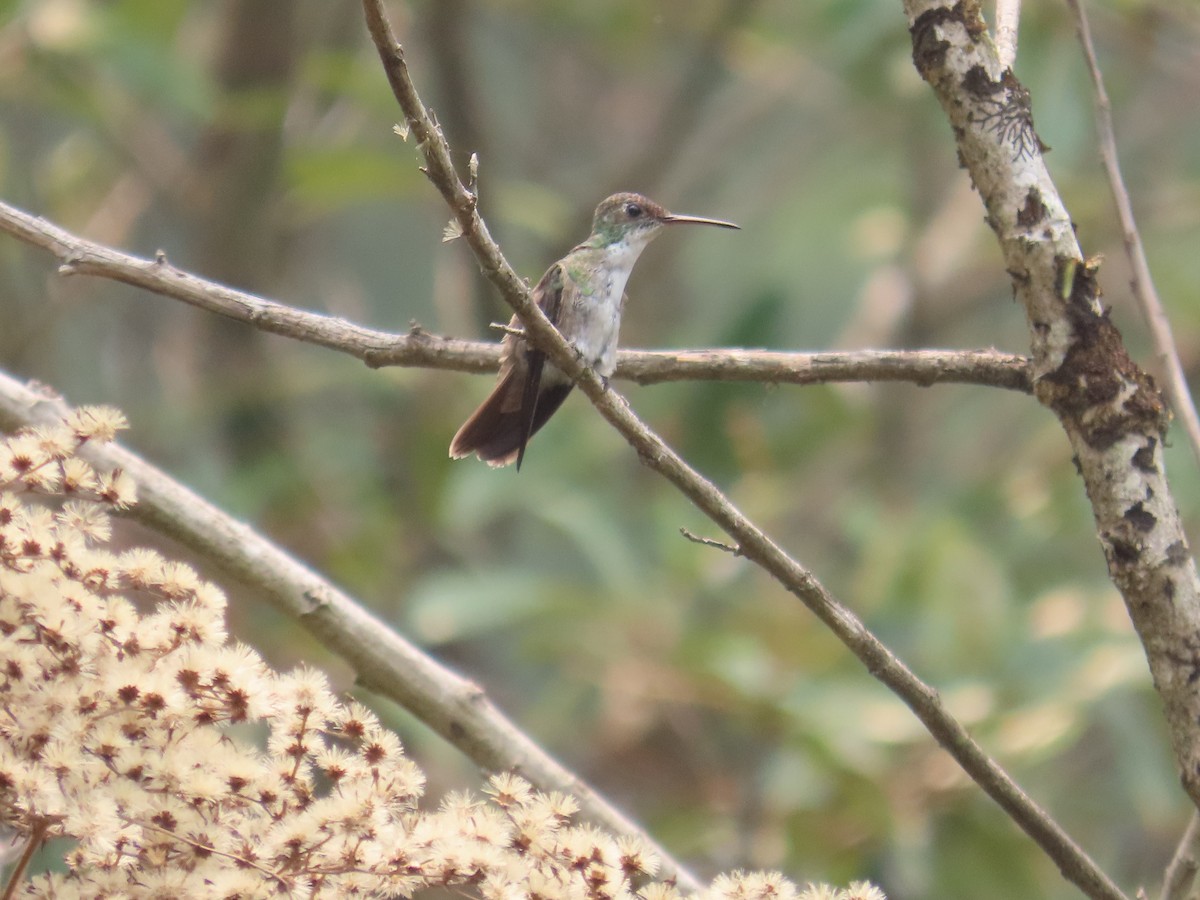 Azure-crowned Hummingbird - ML618526443