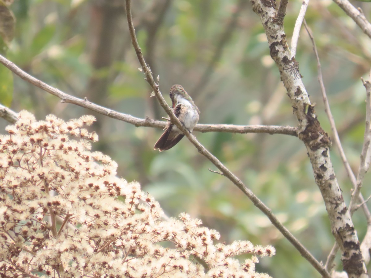 Azure-crowned Hummingbird - ML618526444