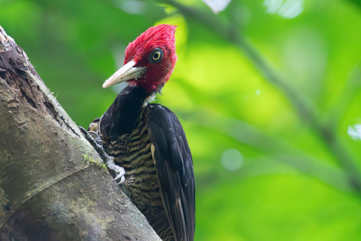 Pale-billed Woodpecker - ML618526445