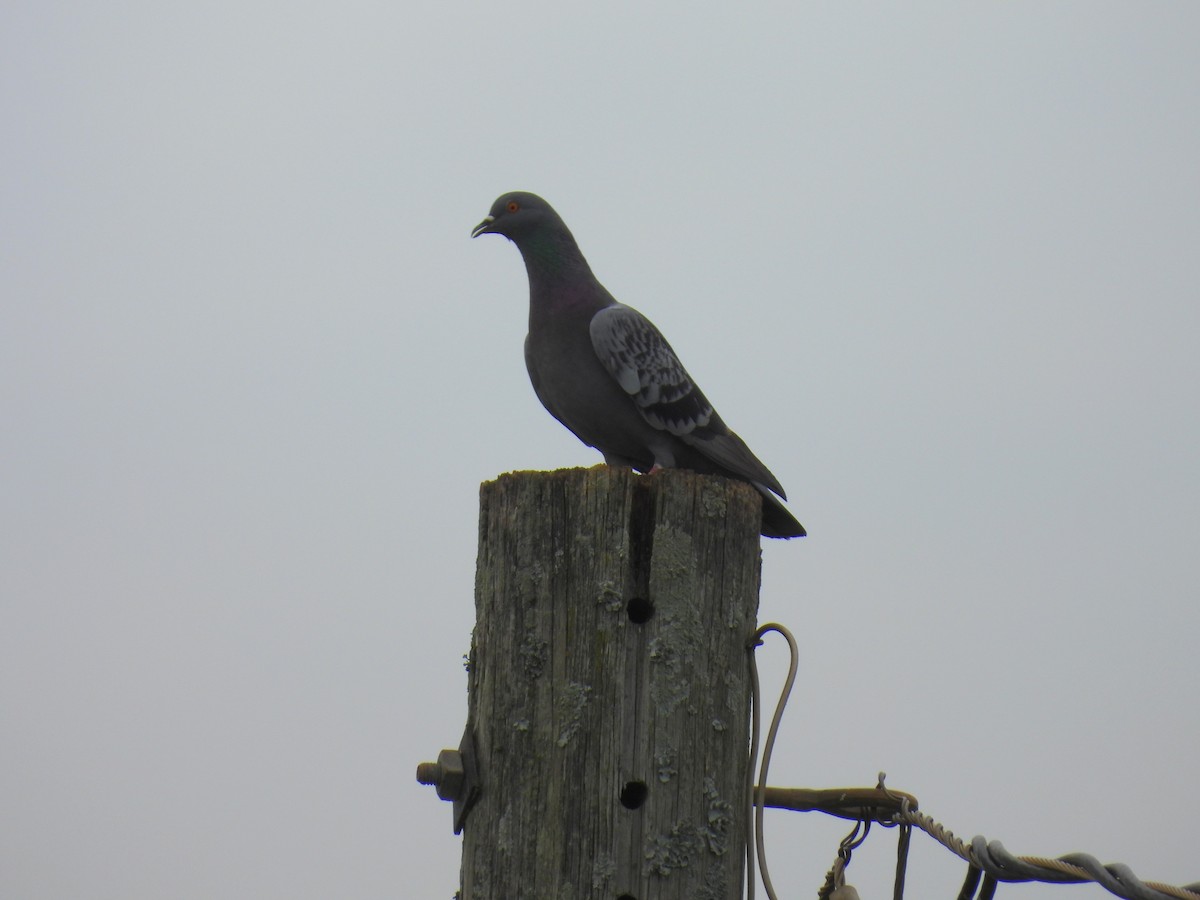 Rock Pigeon (Feral Pigeon) - ML618526476