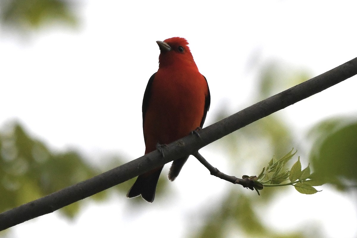 Scarlet Tanager - ML618526477