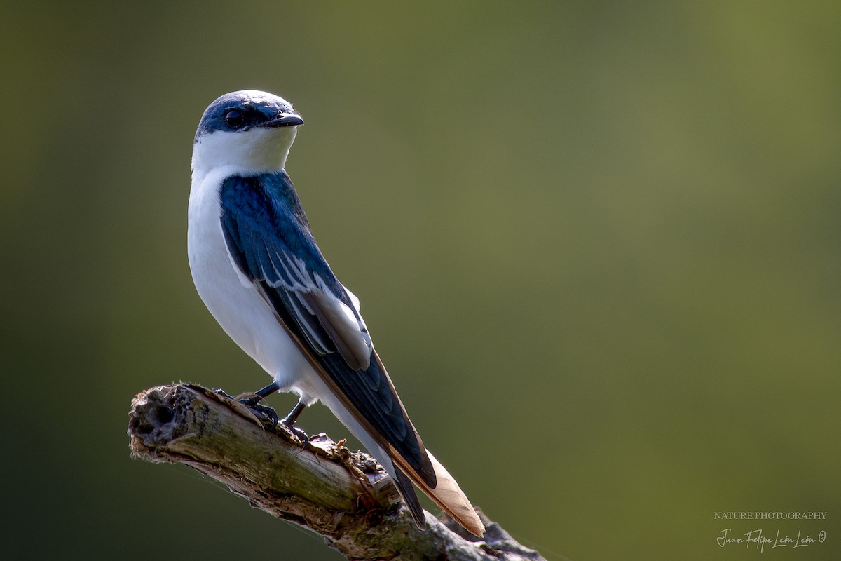 White-winged Swallow - ML618526521