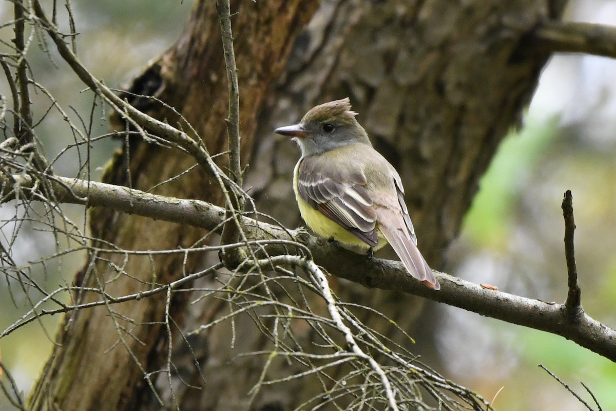 Great Crested Flycatcher - ML618526526