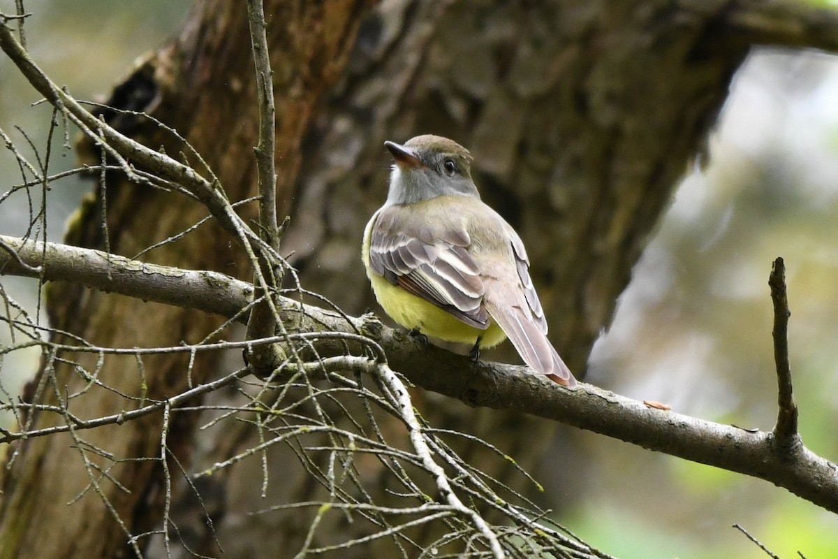 Great Crested Flycatcher - ML618526527