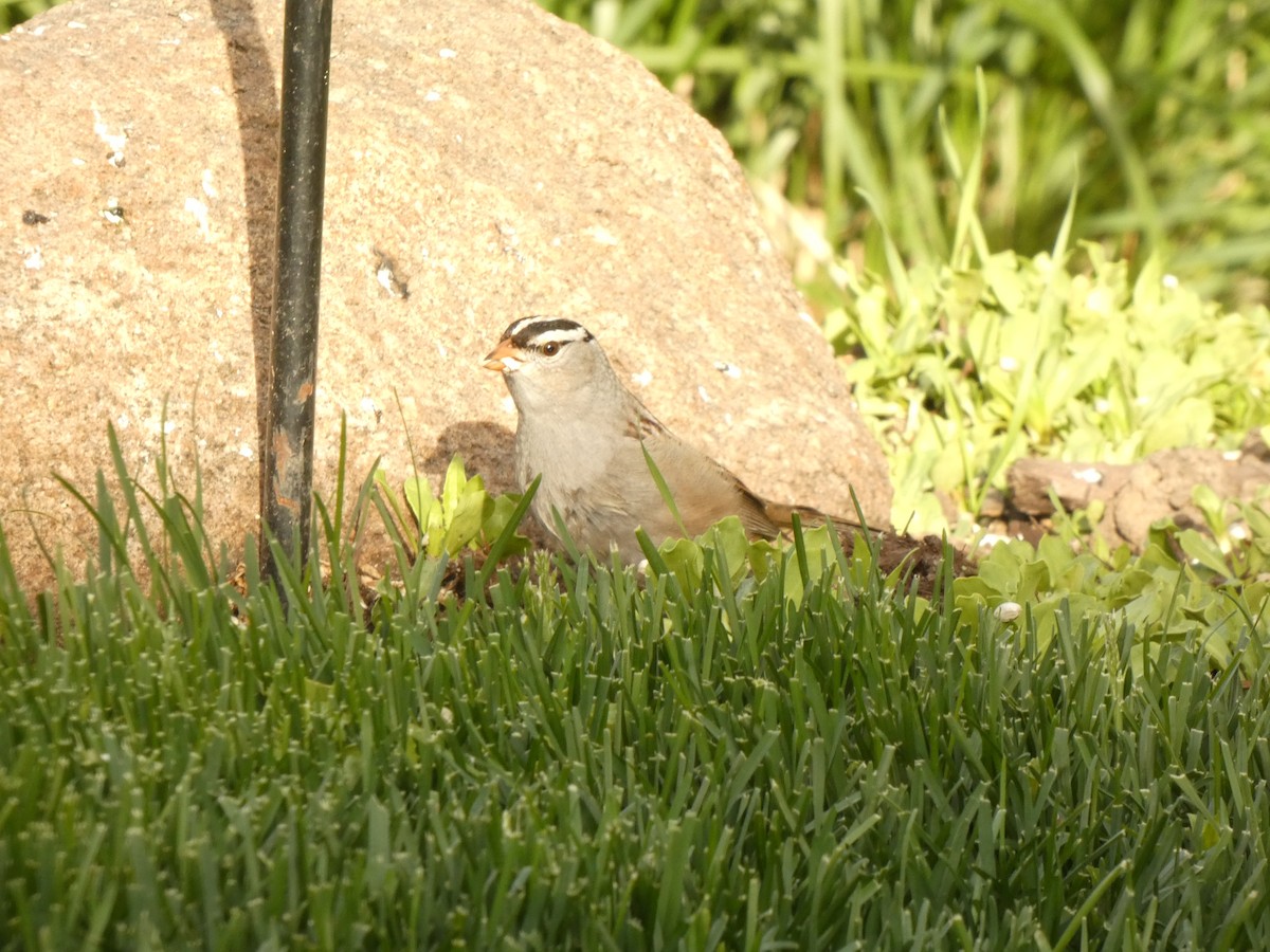 White-crowned Sparrow - ML618526546
