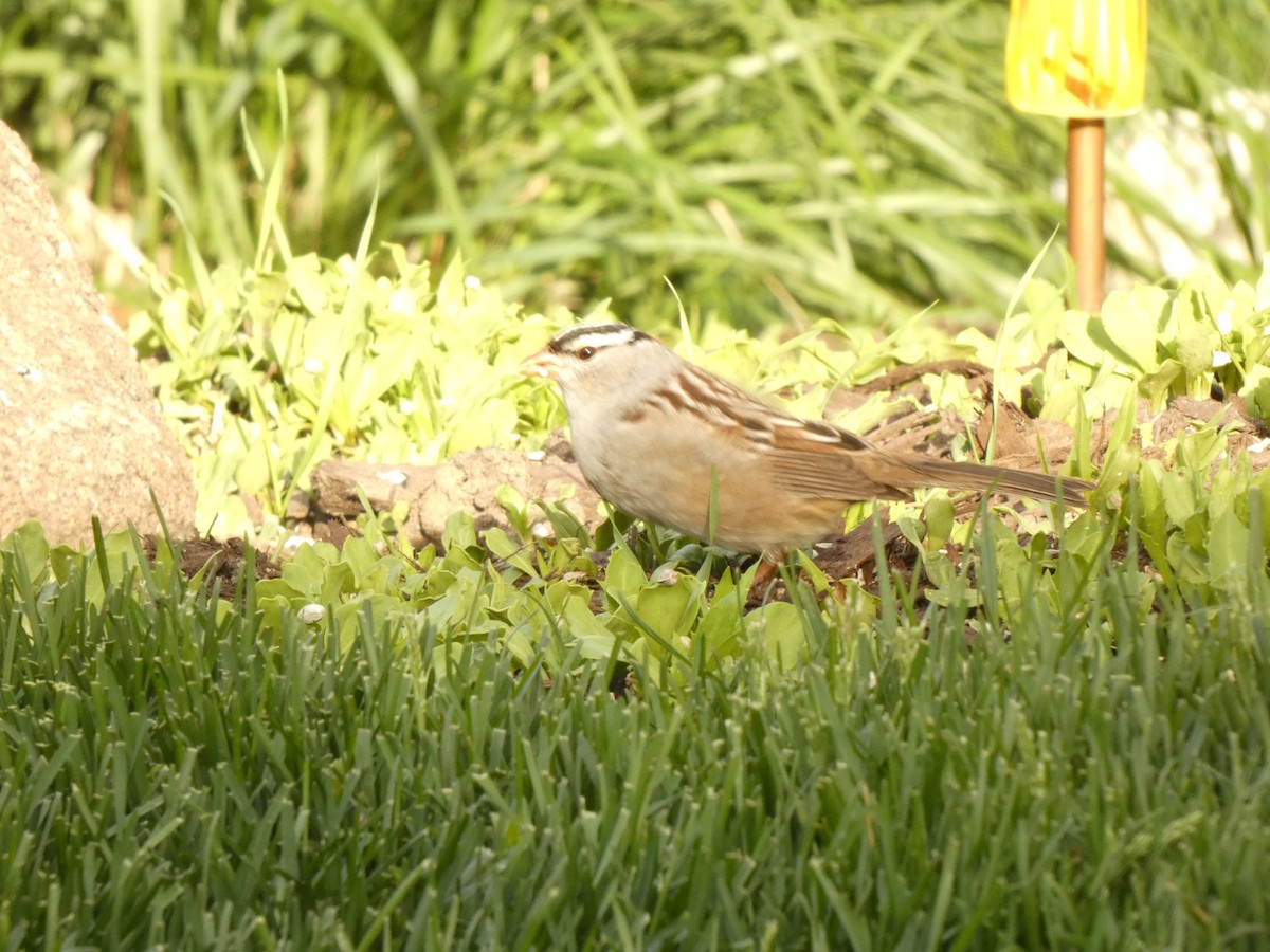 White-crowned Sparrow - ML618526548