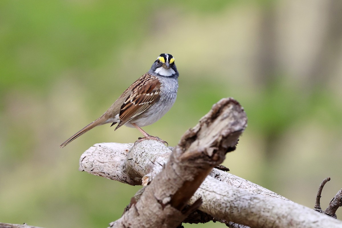 White-throated Sparrow - ML618526579