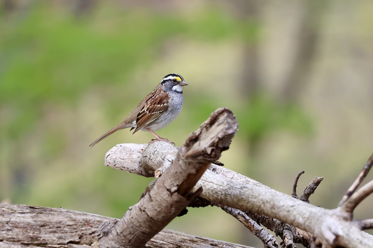 White-throated Sparrow - Ricky Flamio