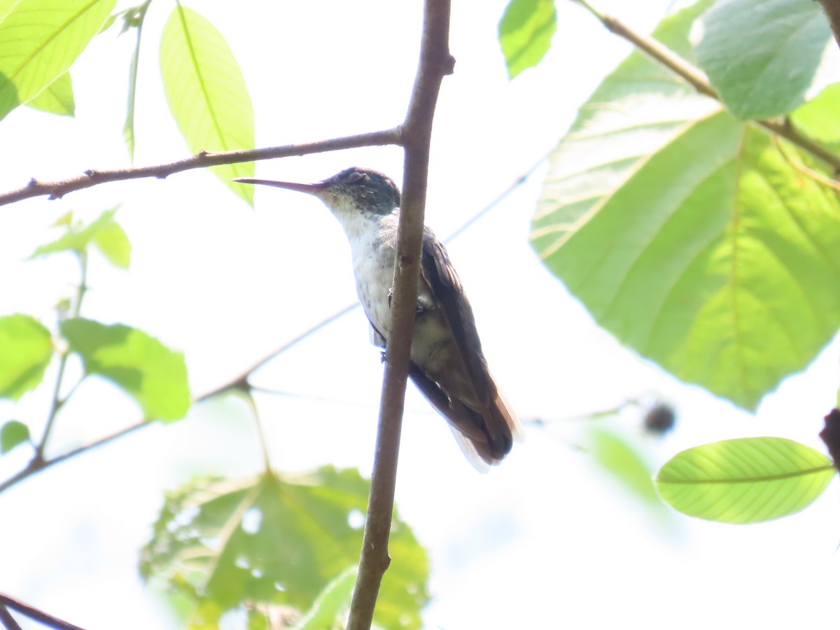Azure-crowned Hummingbird - ML618526593