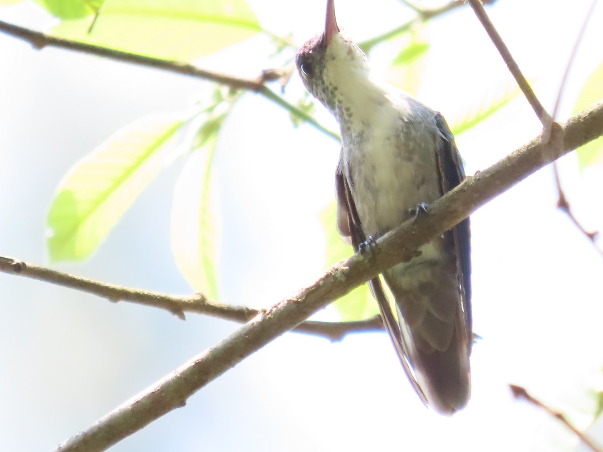Azure-crowned Hummingbird - ML618526594