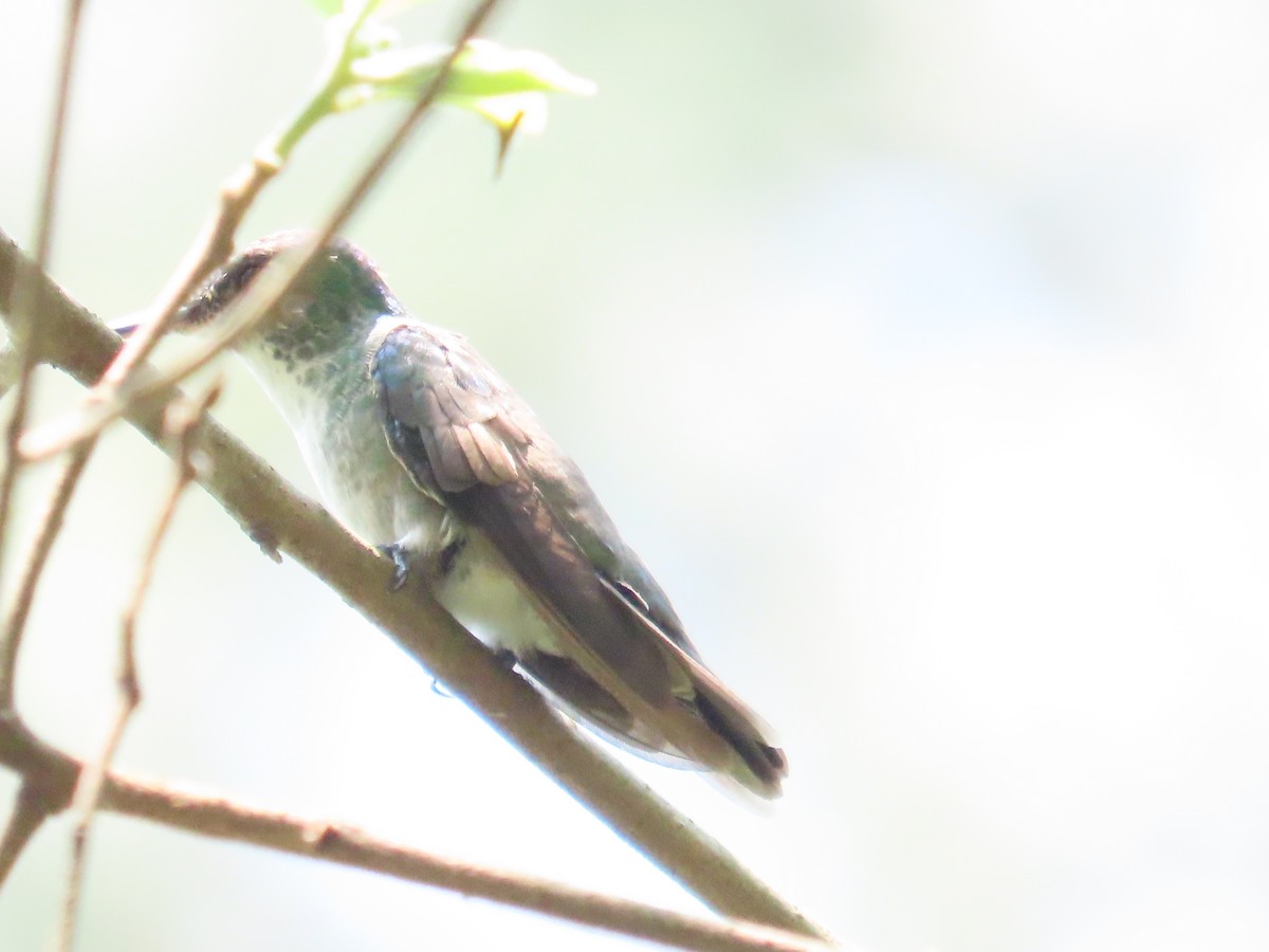 hummingbird sp. - ML618526595