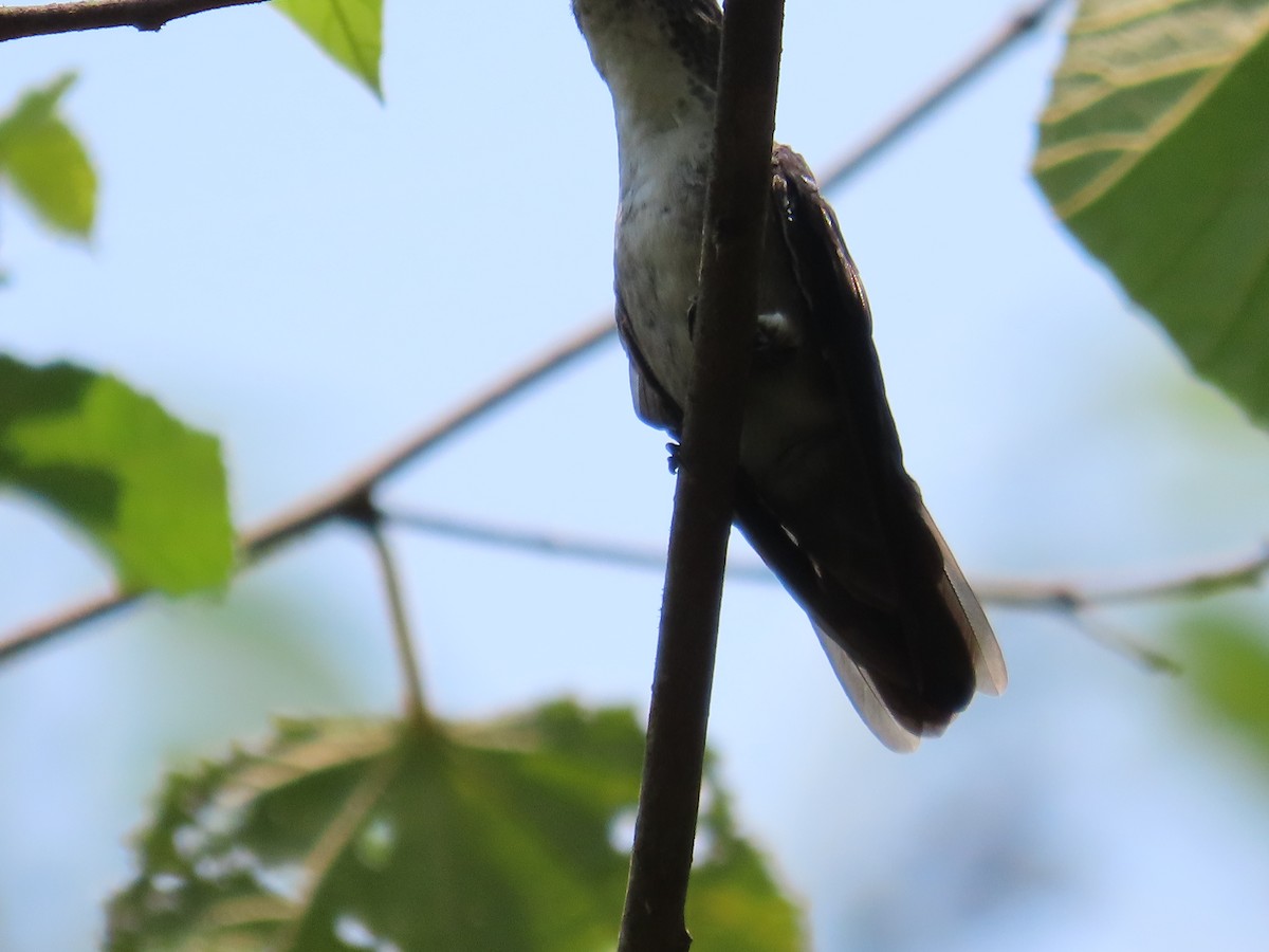 hummingbird sp. - ML618526596