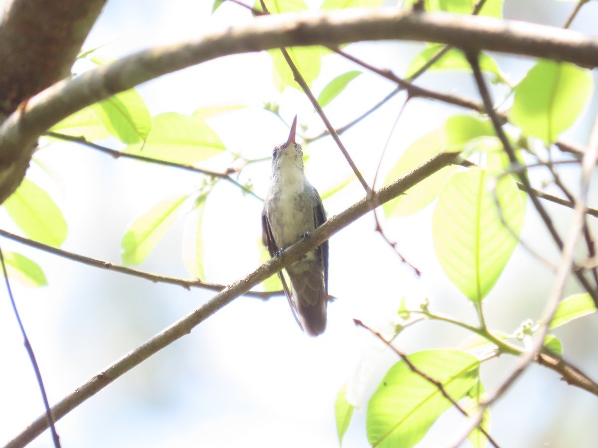 Azure-crowned Hummingbird - ML618526597
