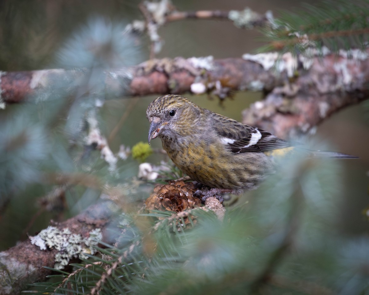White-winged Crossbill - patrick barry