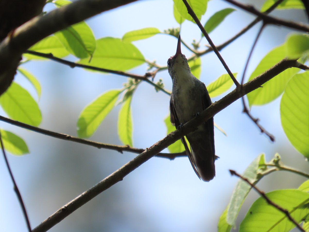 hummingbird sp. - ML618526600