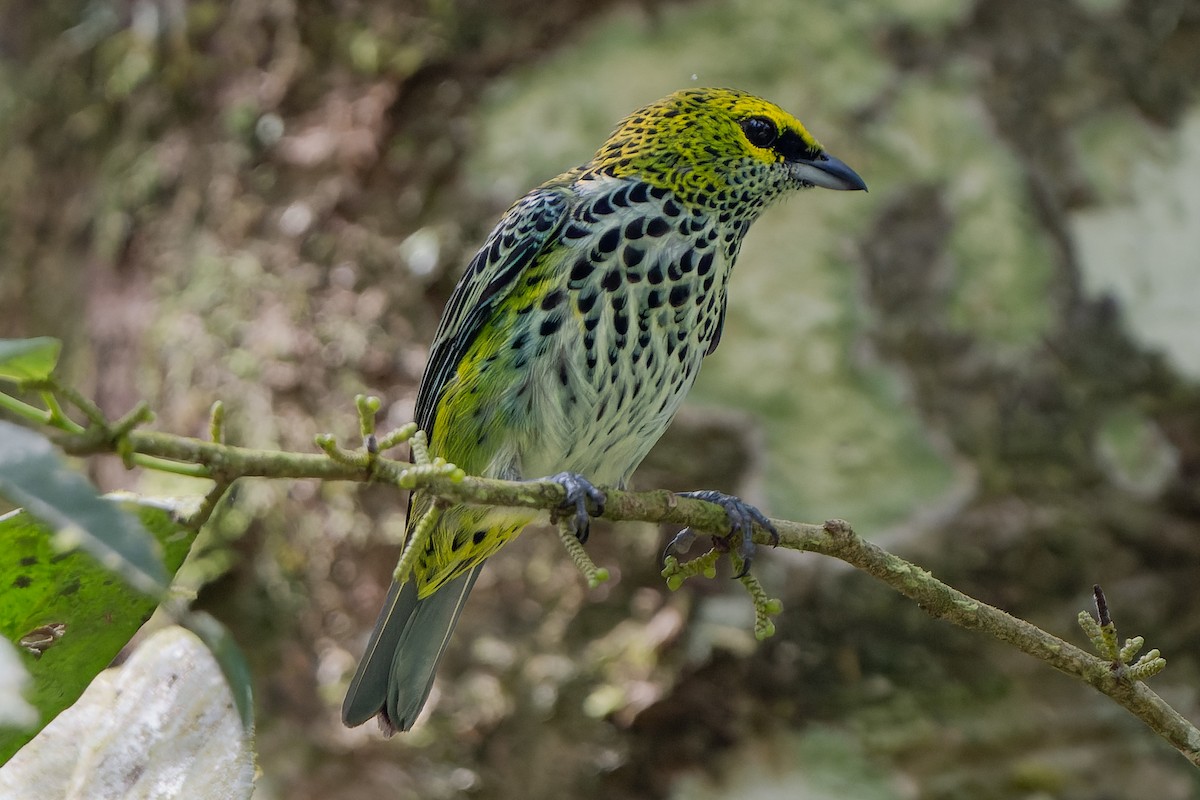 Speckled Tanager - Josh Tally