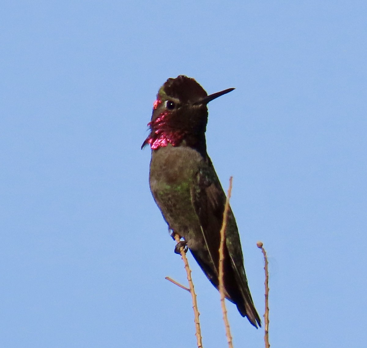 Anna's Hummingbird - ML618526673