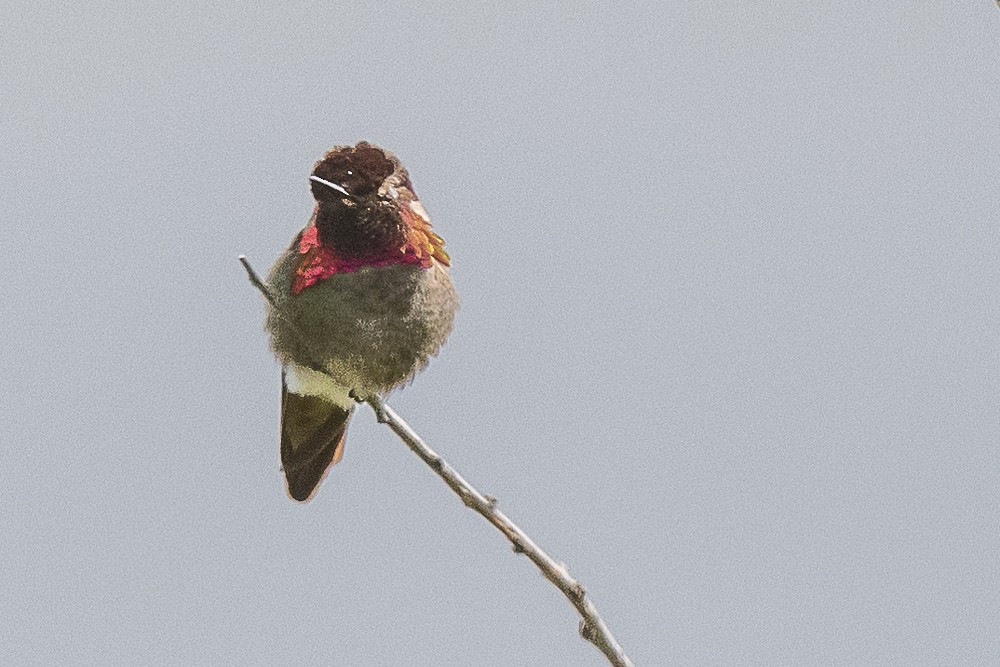 Anna's Hummingbird - ML618526682