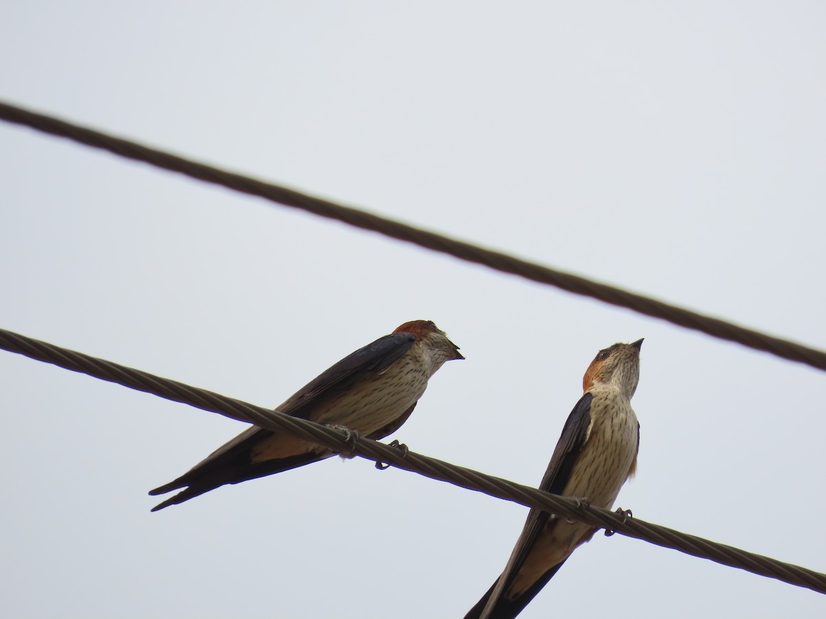 Red-rumped Swallow - ML618526698