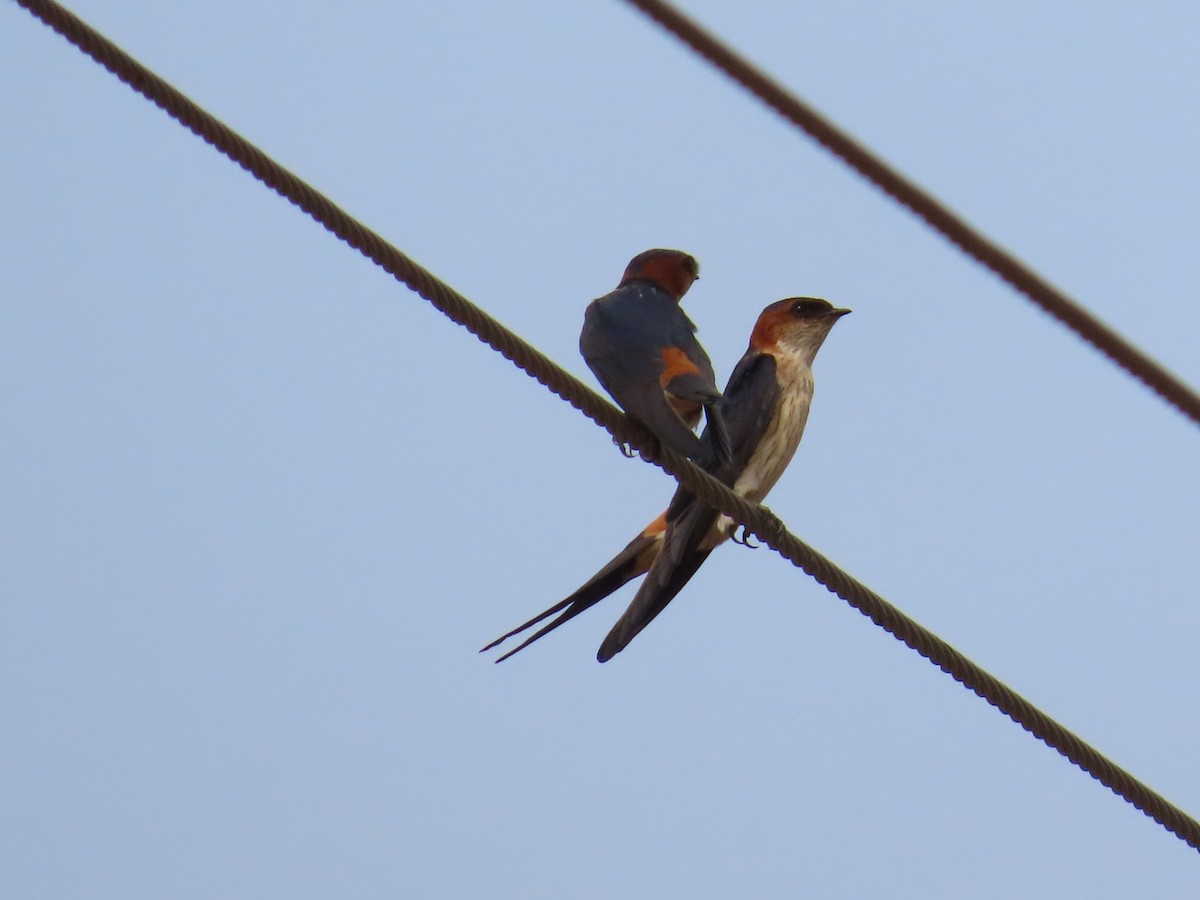 Red-rumped Swallow - ML618526702