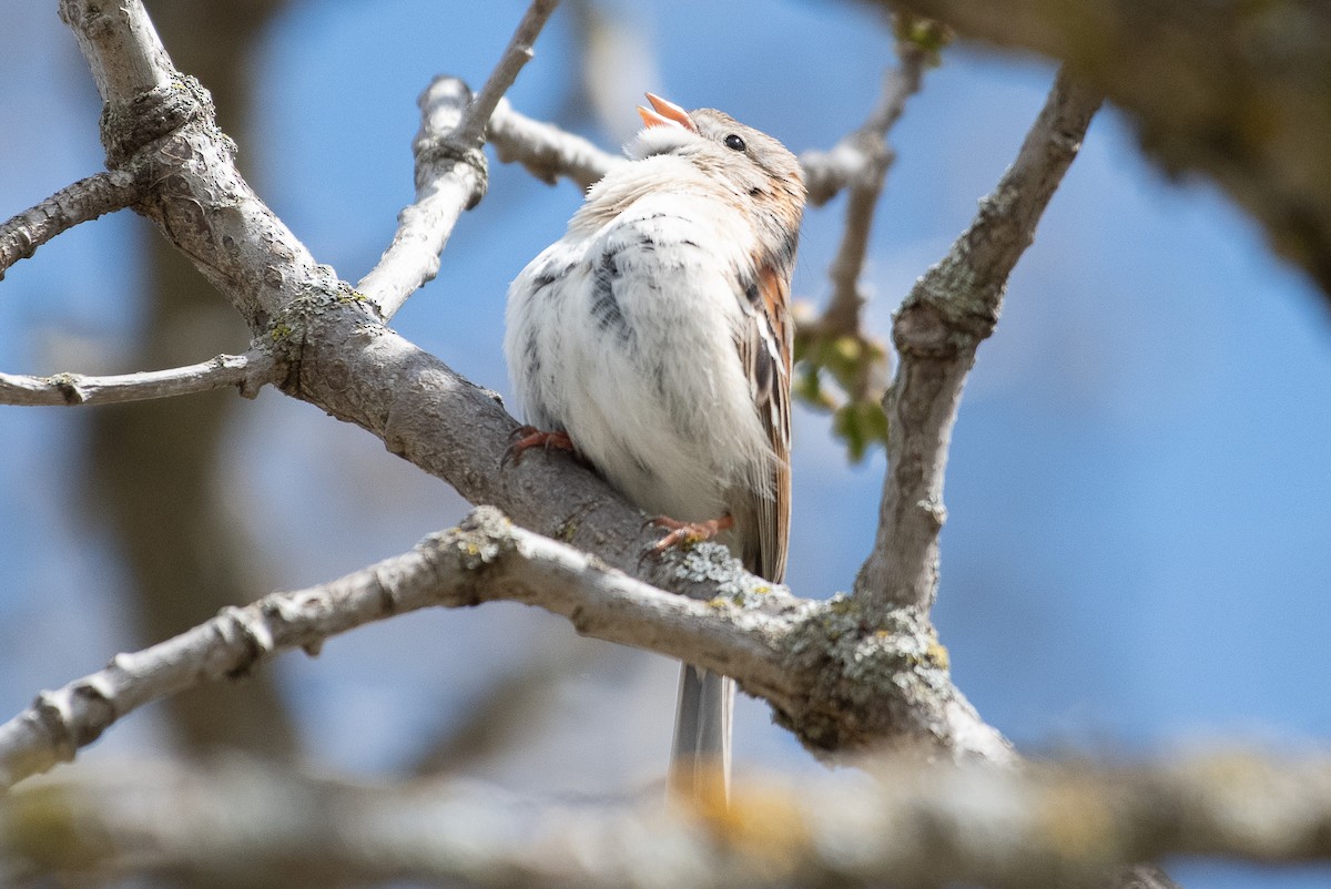 Field Sparrow - ML618526715