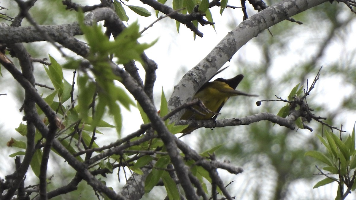 Western Tanager - ML618526747