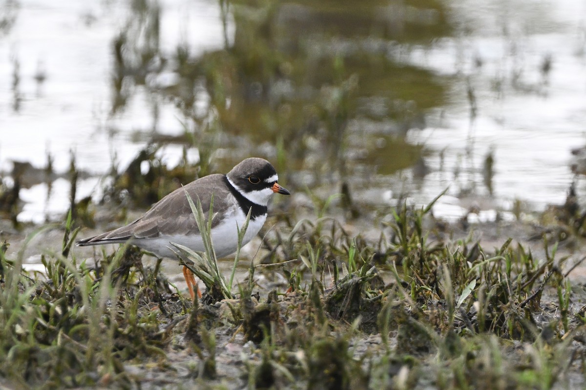 Semipalmated Plover - ML618526759