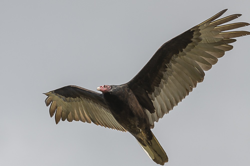 Turkey Vulture - ML618526761