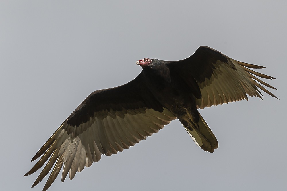 Turkey Vulture - ML618526762