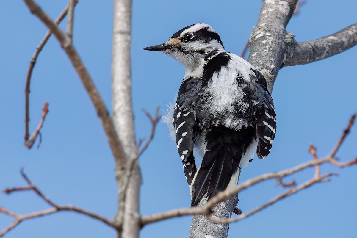 Hairy Woodpecker - Laval Roy
