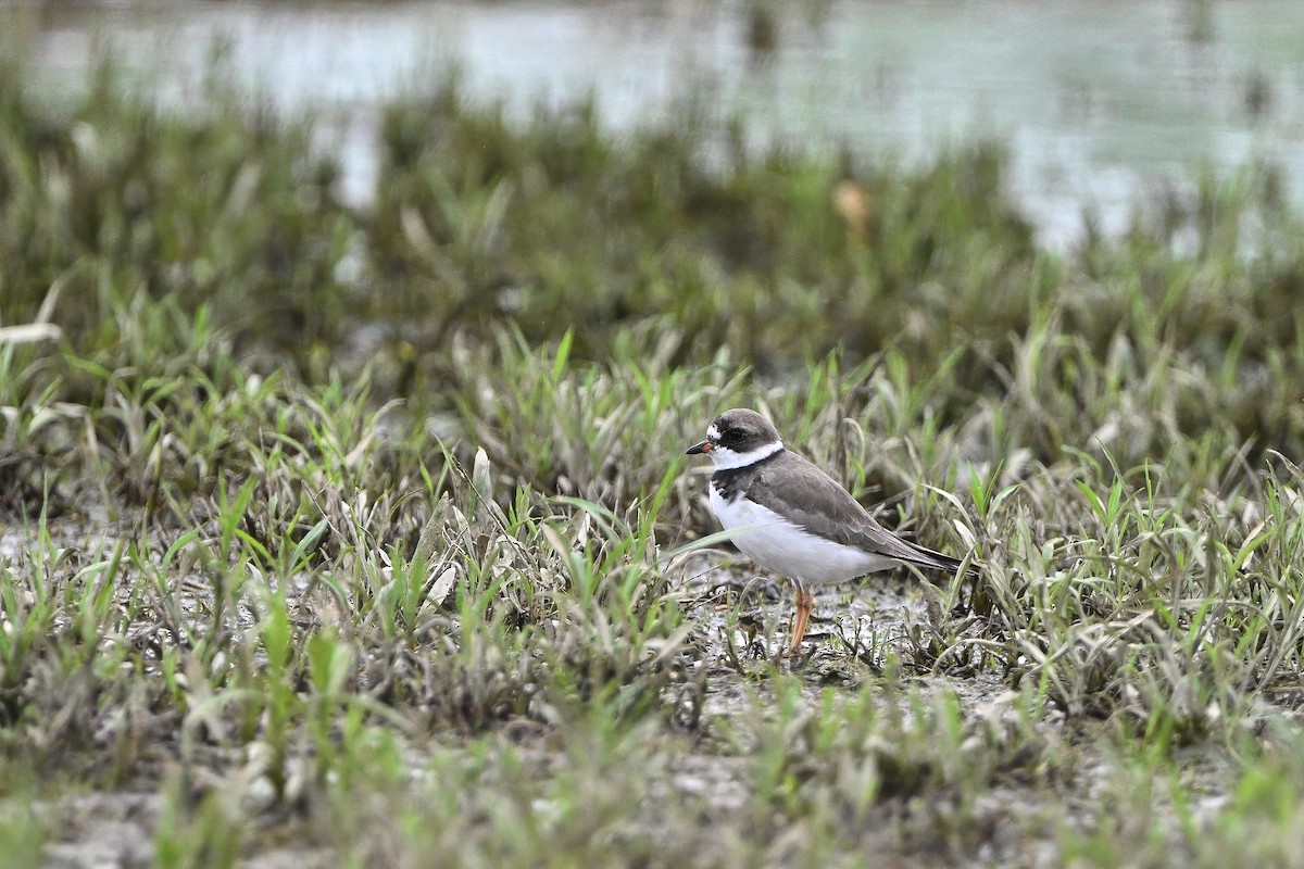 Semipalmated Plover - ML618526773
