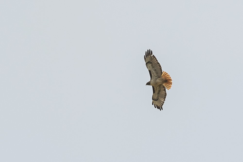 Red-tailed Hawk - ML618526787