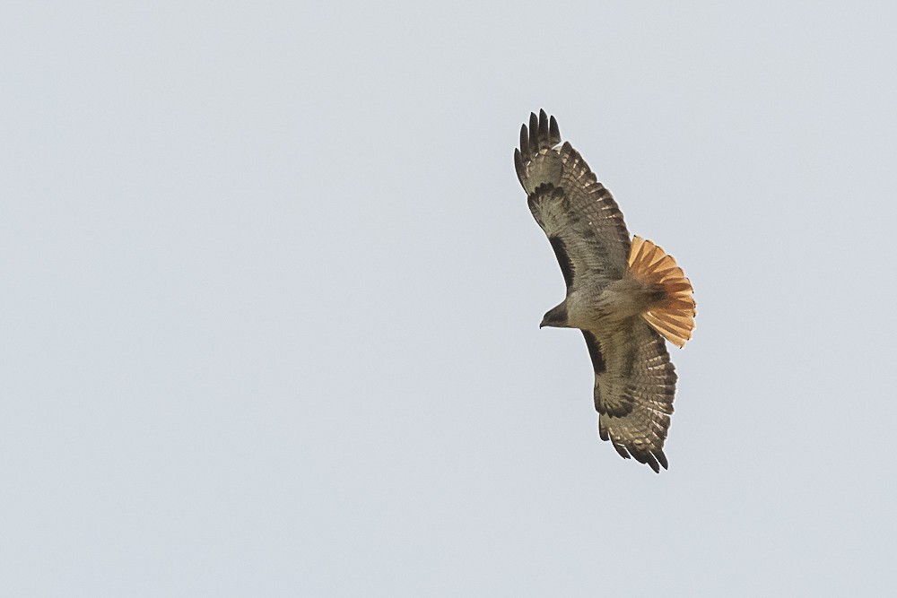 Red-tailed Hawk - ML618526788