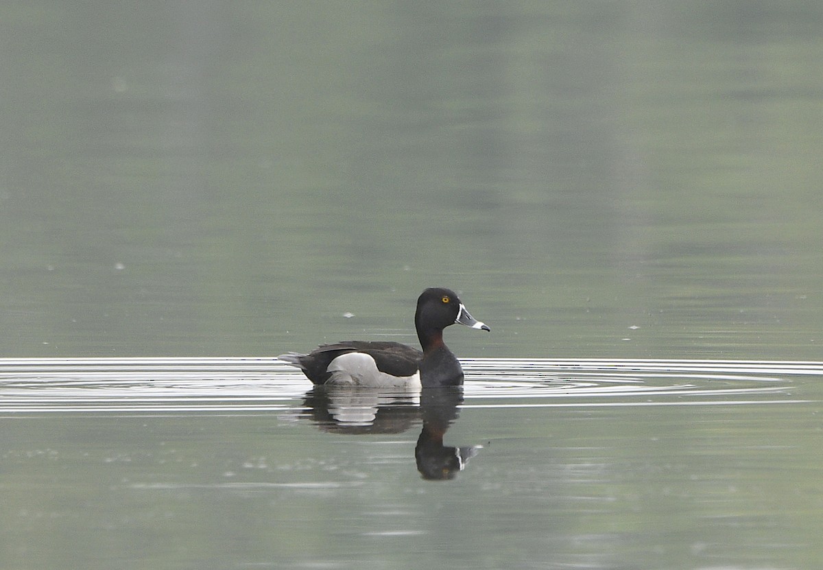 Ring-necked Duck - ML618526795