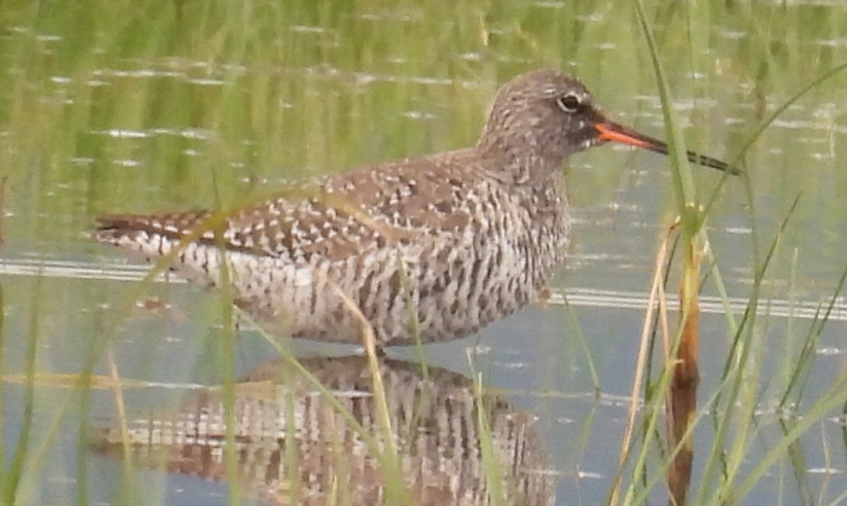 Spotted Redshank - ML618526848