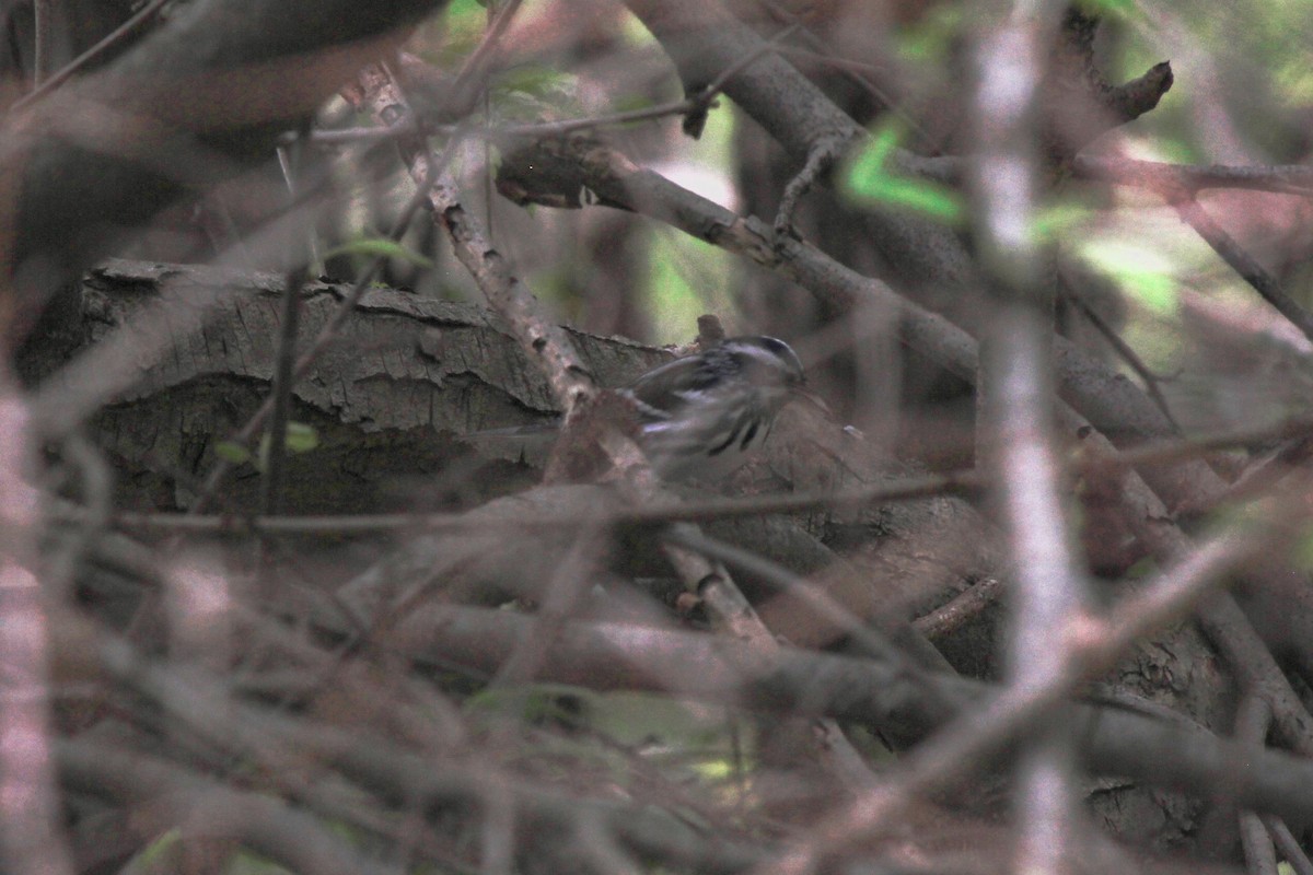 Black-and-white Warbler - ML618526874