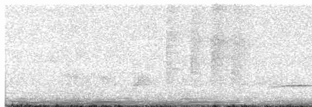 Beyaz Belli Şama [malabaricus grubu] - ML618526915