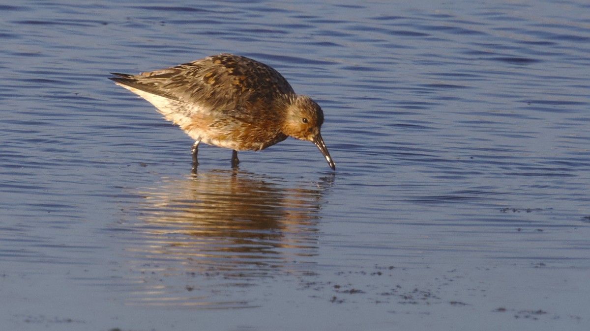 Red Knot - ML618526983