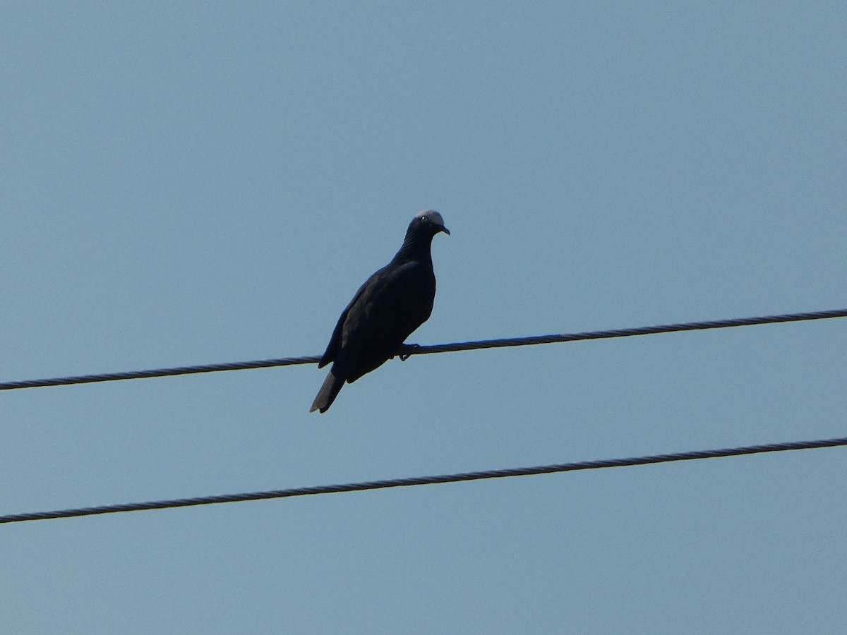 White-crowned Pigeon - ML618526987