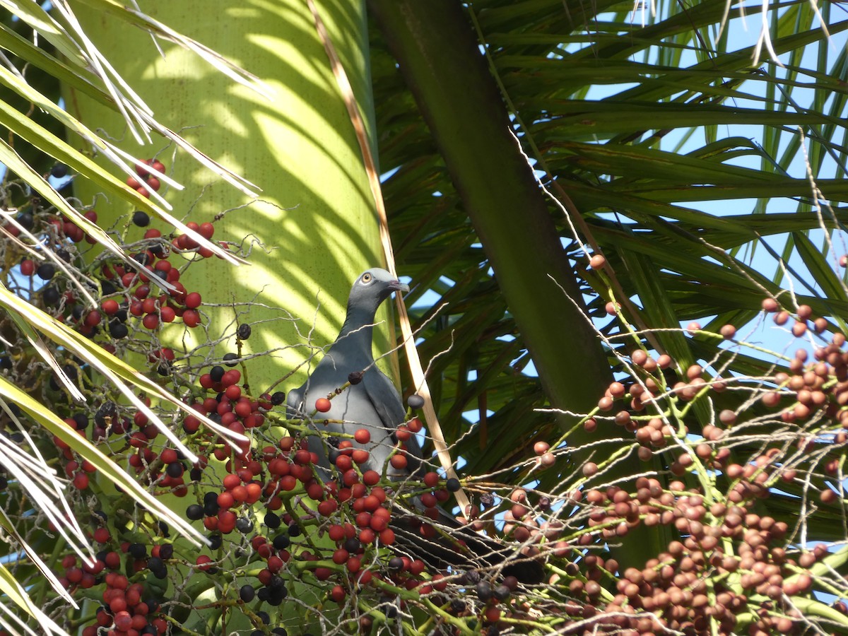 White-crowned Pigeon - ML618526990
