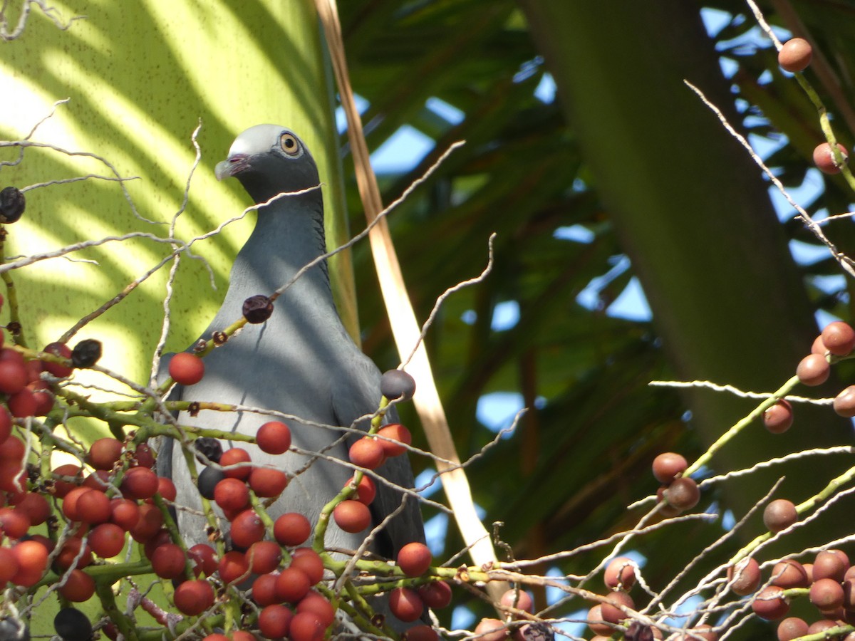 White-crowned Pigeon - ML618526991