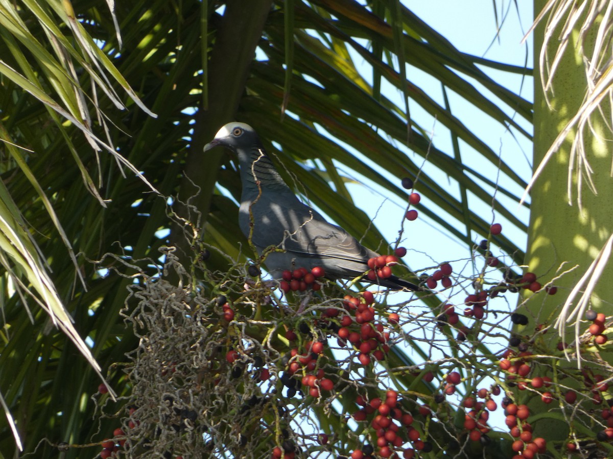 White-crowned Pigeon - ML618526992