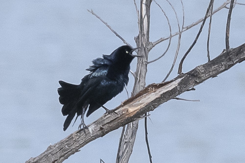 Great-tailed Grackle - ML618527020