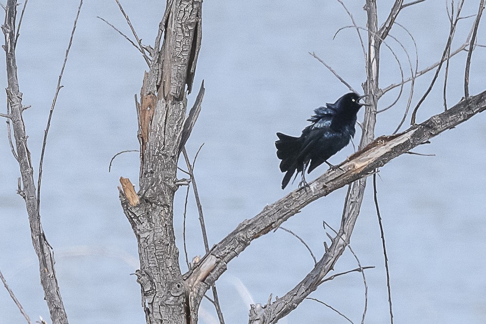 Great-tailed Grackle - ML618527021