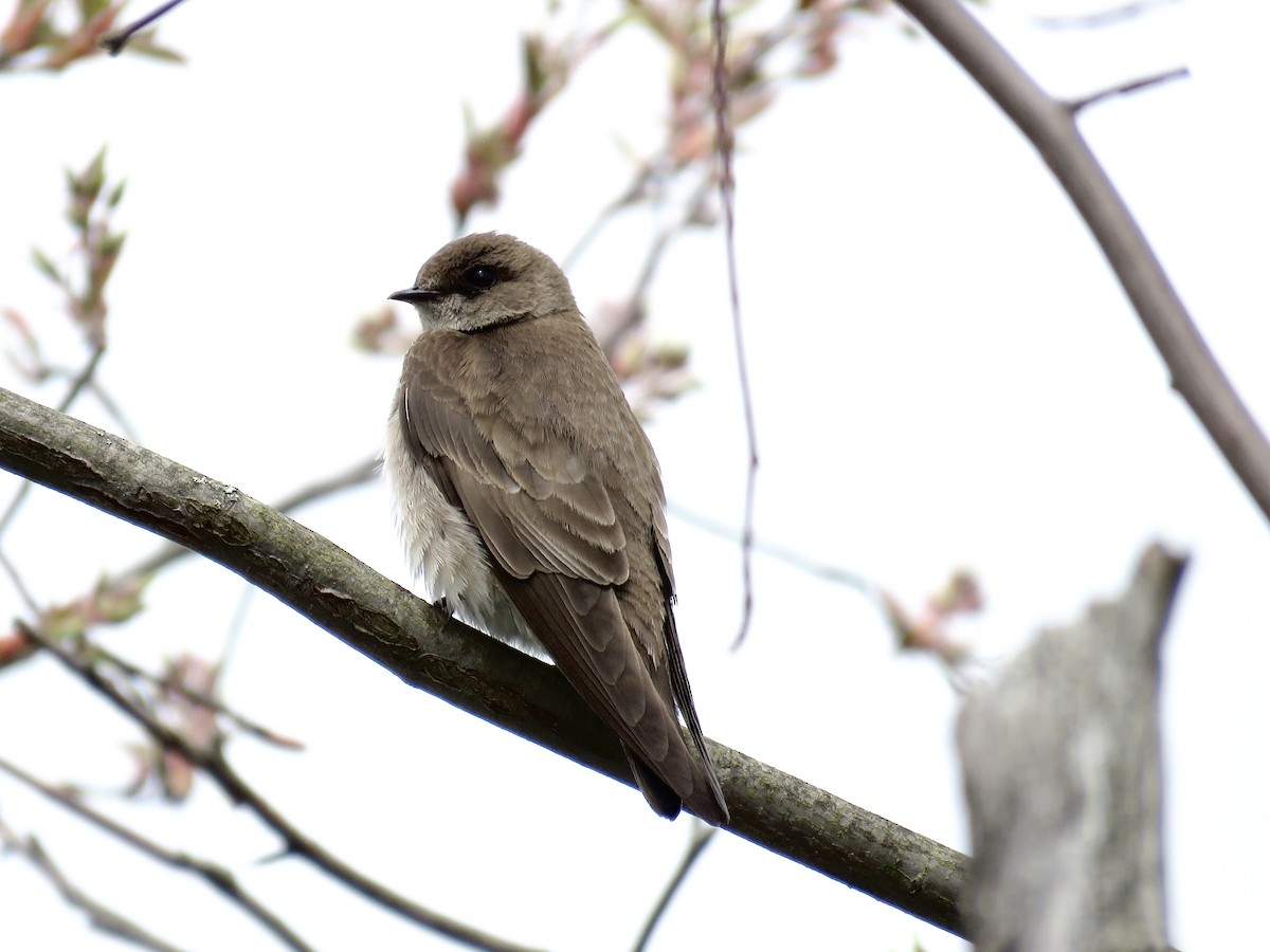 Northern Rough-winged Swallow - ML618527022