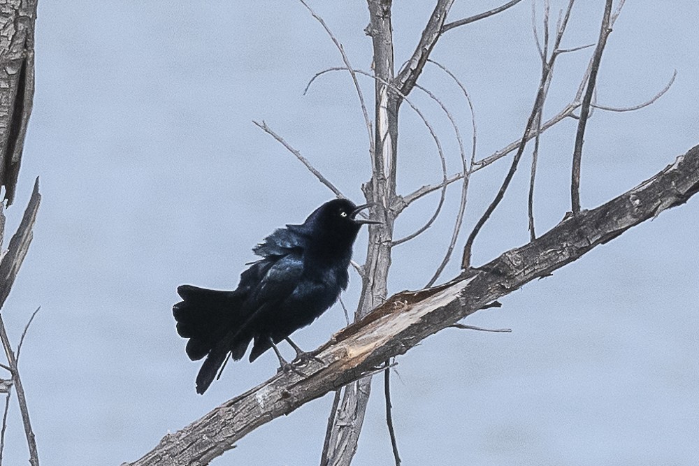 Great-tailed Grackle - ML618527023