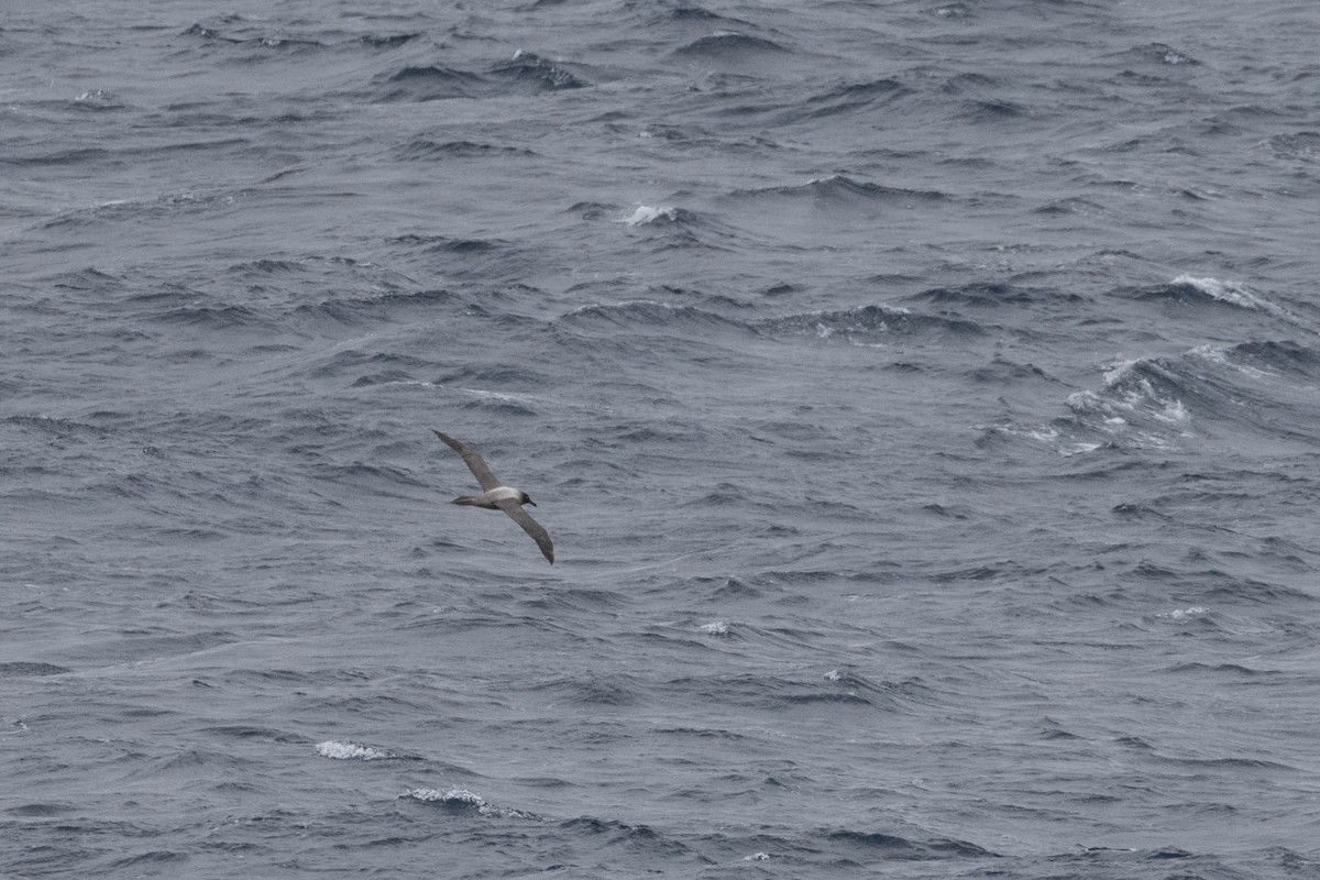 Albatros fuligineux - ML618527054