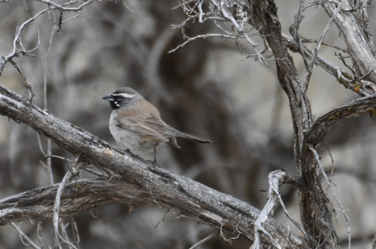 Black-throated Sparrow - ML618527120