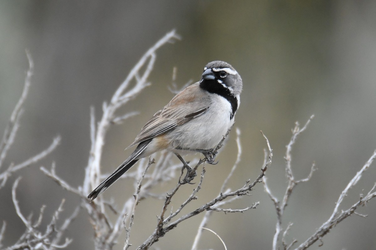 Black-throated Sparrow - ML618527121