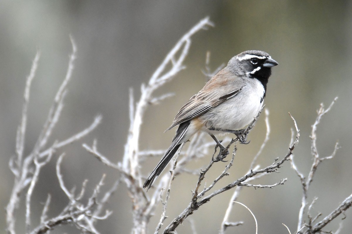 Black-throated Sparrow - ML618527122